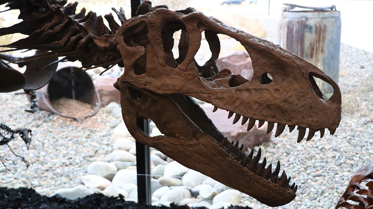 Dinosaur Fossil in the Dugan Museum