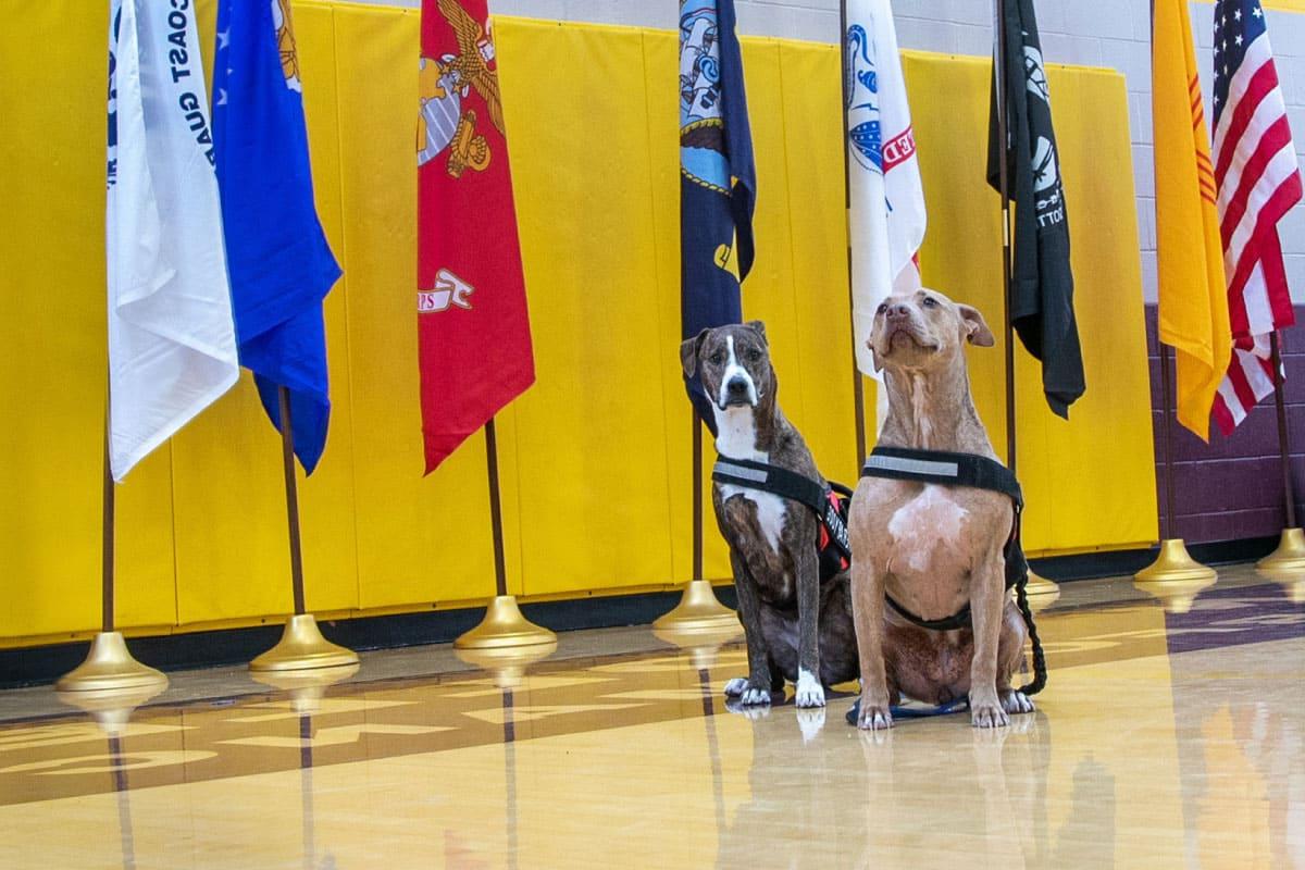 Two SJC Veterans dogs in attendance of the 2022 Stand Down event